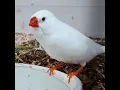 Download Lagu suara burung finch zebra / burung finch bernyanyi /#burung finch #burungfinch #burunglucu / burung finch putih besar