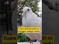 Download Lagu suara derkuku putih ini sungguh sangat merdu dan bisa memancing derkuku lain ikut manggung#birds