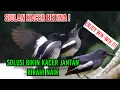 Download Lagu SIULAN KACER BETINA‼️Pancingan Birahi Kacer Jantan Dijamin Langsung ON⁉️