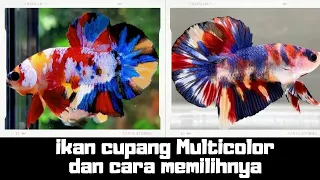 Download Ikan Cupang Multicolor I Tips memilihnya MP3