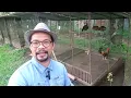Breeding Pens ano nga ba ang mga kailangan dito para makapagproduce ng healthy na mga Sisiw