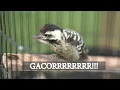 SUARA BURUNG PELATUK ULAM GACOR