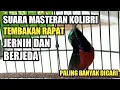 Download Lagu SUARA MASTERAN BURUNG KOLIBRI JERNIH DAN BERJEDA UNTUK MASTERAN BURUNG LOMBA #KOLIBRI #KICAUMANIA