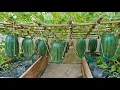 Download Lagu World's Most Expensive Watermelon, Growing watermelon hanging hammock on the bed for sweet fruit