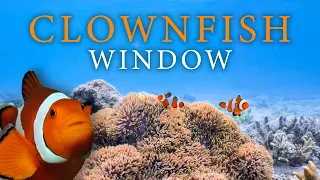1 Hour Aquarium for Your TV | Clownfish & Coral in 4K