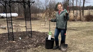 Planting A Weeping Pussy Willow! First Planting of the season! | Simply Bloom