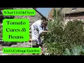 Download Lagu Vivi's Cottage Garden: Tomato Cares \u0026 Beans
