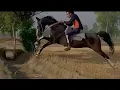 Download Lagu Marwari Horse Riding #horsejumping #marwarihorse #shortvideo #shorts