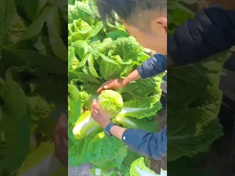 #shorts #agricultural #agriculture #farming #agro #farmlife #agri #technology #farm #food #diy