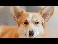 How Long Do Corgis Live