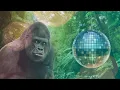 Download Lagu Disco Monke