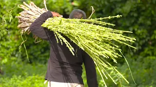 Hechos del Agro - Cosecha de vara de carrizo