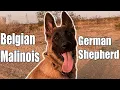 Belgian Malinois German shepherd mixed - XE The Pup