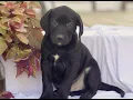 Labrador Pointer Mix Puppies for Sale