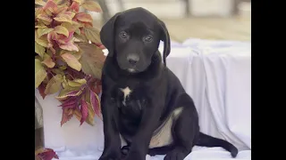 Labrador Pointer Mix Puppies for Sale