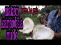 Download Lagu #KELAPA MUDA ATAU kambia mudo KECEK urang AWAK
