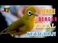 Download Lagu 🔴 SEKALI DENGAR KECIAL KETAGIHAN IKUT BUKA SUARA @KecialKuningGacor