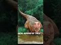 Download Lagu TREX REAL SOUND☠️👹 #trending #jurassicworld  #shorts