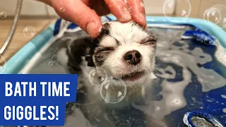 Download [Dog Bath] Tiny Dog's Bubble Bath Time - Funny Fart Alert! 🐶💨🛁 MP3