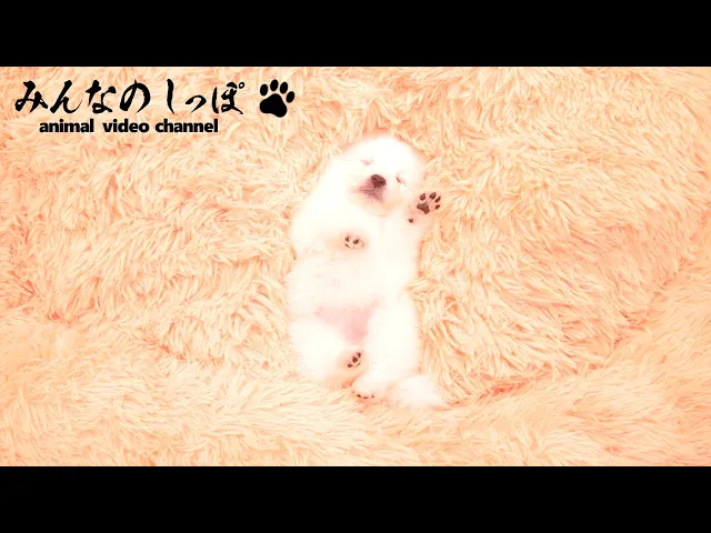 動画