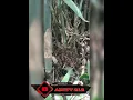 BERBAGAI MACAM BENTUK BAMBU PETUK ASLI (UNIK!!!)