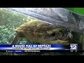 Grants Pass woman runs reptile rescue from home