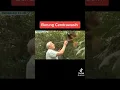 Download Lagu burung cendrawasih Di kabupaten kepulauan Aru Maluku