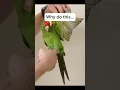 Download Lagu Why you should NEVER clip your birds wings!!! Read description for more info!