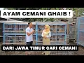Download Lagu Peternak Pemula || Cari Cemani Asli