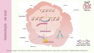 Aula de transcrição e processamento de RNA