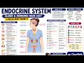 Endocrine System Explained Endocrine Glands Hormones Made Easy NCLEX