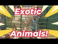 We spent 35 hours at the Exotic Animal Auction