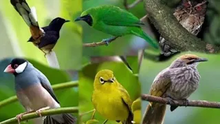 masteran burung mp3 100 full tembakan mp3kicaumania masteranfulltembakan