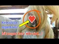 Ciri ciri kambing dara bunting tua Kambing bunting tua