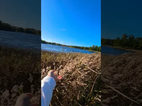 Shvetsiya tabiati☘️☀️ #nature #lake #sunscreen
