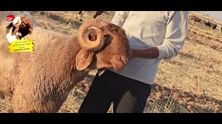 تبارك الله أحسن خلقه فحل اساسي حركي من أصل وفصل صافي الدم خاروف مبدل ثني جديد تبارك الرحمن 