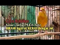 Download Lagu Kenari Gacor Cuit cuit Ngerol TAJAM, TERAPI AMPUH Kenari MACET, Pancingan Kenari Paud Belajar Bunyi