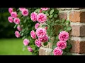 Download Lagu Мелодия Настолько Прекрасна До Слез 🌿 Самые Красивые Мелодии В Мире #2