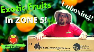 Download Growing Exotic Fruit Trees in Zone 5| Fast Growing Trees Fruit Tree Unboxing| Indoor Guten Yardening MP3