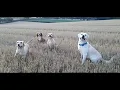 Labrador cocker Spaniel Cockerdors play ball