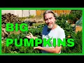 How to Prune Pumpkins for BIGGER Fruit