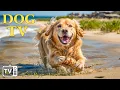 Download Lagu DOG TV: The Perfect Ultimate Home Alone Anti-Anxiety Solution for Dogs - Video Entertainment for Dog