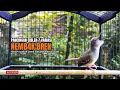 Lagu suara burung CIBLEK GACOR NGEBREN Pancingan Ciblek Semi bahan jadikan ciblek kristal gacor Tarung