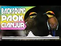 Lagu Backsound Burung ( PAOK KAWIN ) No Copyright Sound Teguh Audio Free