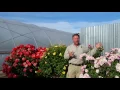 Civano Nursery - Roses in Tucson