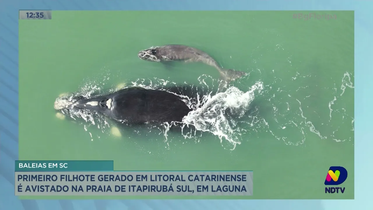 Primeiro filhote de baleia gerado no litoral catarinense é avistado em praia de Laguna