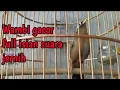 Download Lagu Hwamei/wambi gacor full isian suara keras jernih