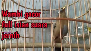 hwamei wambi gacor full isian suara keras jernih