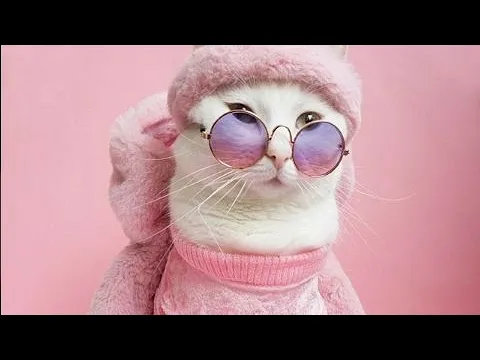 Download MP3 Cute Cat Models||Cute Cats wear beautiful dresses||#shorts #youtubeshorts #shortvideo #cat