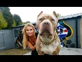 NOT DANGEROUS THE GIANT XL AMERICAN BULLY DOG